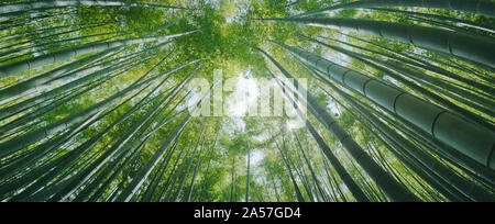 Basso angolo vista di alberi di bambù, Hokokuji Tempio a Kamakura, nella prefettura di Kanagawa, Regione di Kanto, Honshu, Giappone Foto Stock