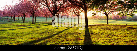 Fiore di Ciliegio in un parco all'alba, Stray, Harrogate, North Yorkshire, Inghilterra Foto Stock