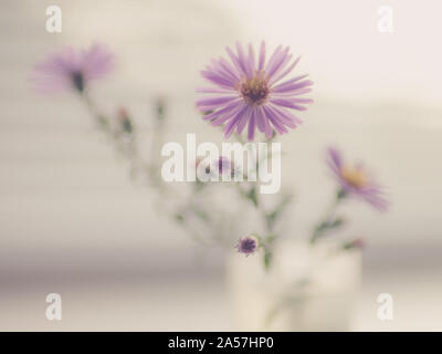 Sfocare lo sfondo con un piccolo bouquet di viola delicato crisantemi su uno sfondo luminoso. Foto Stock