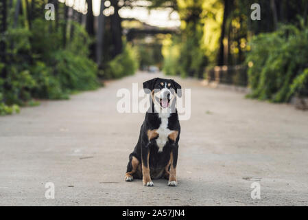 Felice di razza cane sul Steele Canyon Bridge Foto Stock