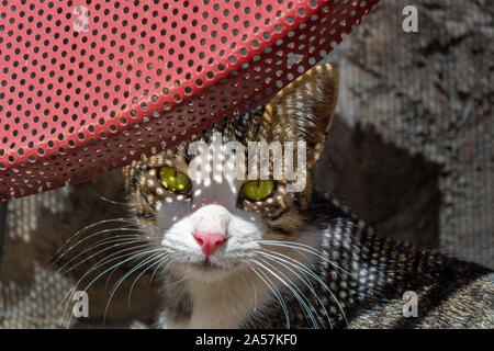 Un disperso street tabby gatto con gli occhi verdi si siede sotto una sedia in ombra in Istanbul, Turchia. Foto Stock