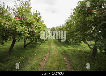 Guardando verso il basso al centro di due filari di alberi di mele in un frutteto. Foto Stock