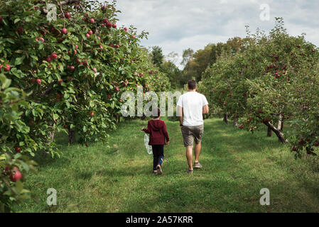 Padre e figlio a piedi attraverso un meleto in autunno insieme. Foto Stock