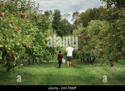 Padre e figlio a piedi attraverso un meleto in autunno insieme. Foto Stock