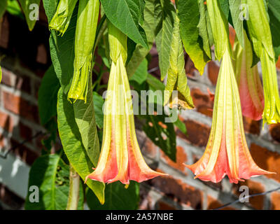 La tromba fiore in giardino Foto Stock