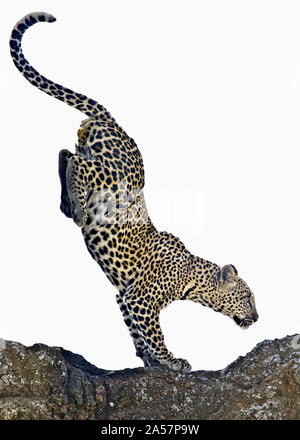 Close-up di leopard (Panthera pardus) jumping, Tanzania Foto Stock