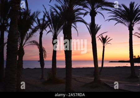 Palme profilarsi all'alba sulla spiaggia di Arenal, Javea, Provincia di Alicante, Spagna Foto Stock