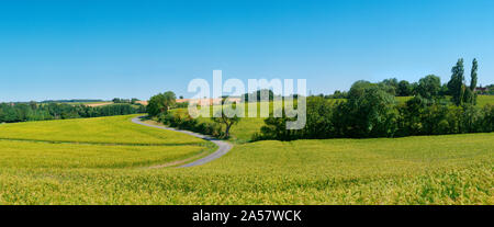 Strada sterrata che passa attraverso un campo di lino, Loir-et-Cher, Valle della Loira, Francia Foto Stock