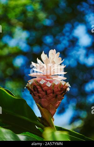 Lo zenzero (Zingiber officinale), fiore con un fiore rosa, Hawaiian Isola Oahu, Hawaii, Stato di Aloha, STATI UNITI D'AMERICA Foto Stock