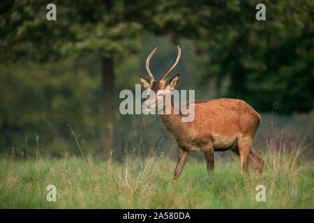 Il cervo (Cervus elaphus), giovane maschio in piedi sul prato, Danimarca Foto Stock