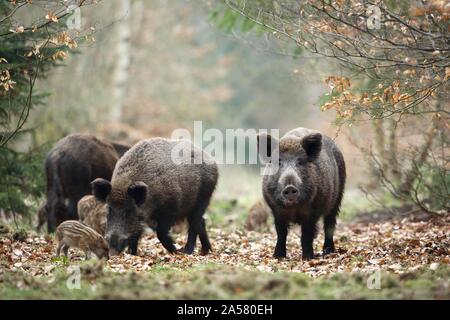 Il cinghiale (Sus scrofa) con shoats nella foresta, Germania Foto Stock