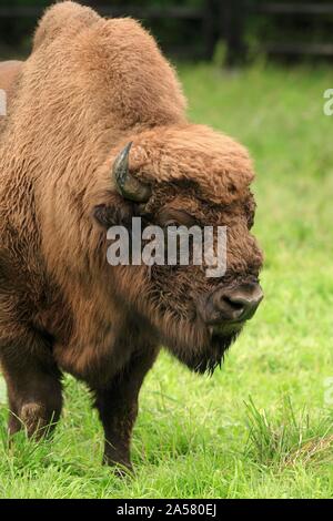 Il bisonte europeo (Bison bonasus) sul prato, animale ritratto, Germania Foto Stock