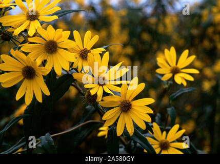 Natura fotografia di gruppo di alti giallo girasole (Helianthus giganteus), Illinois, Stati Uniti d'America Foto Stock