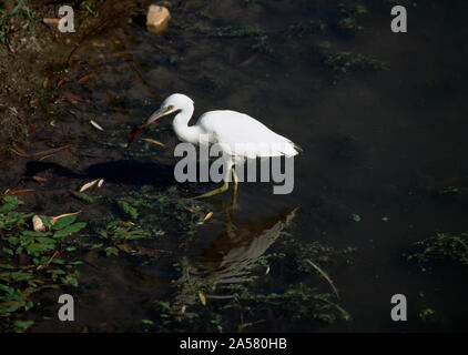 Piccolo airone cenerino (Egretta caerulea) guadare in acqua, Illinois, Stati Uniti d'America Foto Stock