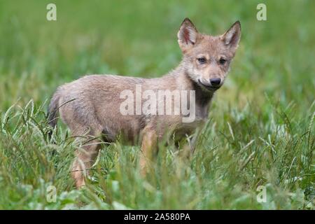 Algonquin lupo (Canis lupus lycaon), PUP, captive, Germania Foto Stock