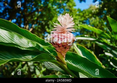 Lo zenzero (Zingiber officinale), fiore con un fiore rosa, Hawaiian Isola Oahu, Hawaii, Stato di Aloha, STATI UNITI D'AMERICA Foto Stock