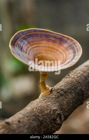 Fungo marrone Microporus xanthopus (fr.) Kuntze sul ramo di albero Foto Stock