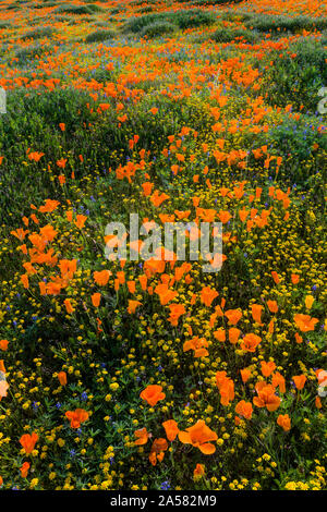 Giallo California goldfields (Lasthenia californica) e California Orange papaveri (Eschscholzia californica), Antelope Valley California Poppy Reserve, CALIFORNIA, STATI UNITI D'AMERICA Foto Stock