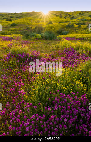 Coreopsis giallo e viola di gufi di trifoglio (Castilleja exserta) fiori selvatici in prato, Carrizo Plain monumento nazionale, CALIFORNIA, STATI UNITI D'AMERICA Foto Stock