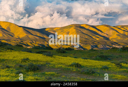 Paesaggio con dolci colline e la fioritura fiori selvatici, Caliente gamma, Carrizo Plain monumento nazionale, CALIFORNIA, STATI UNITI D'AMERICA Foto Stock