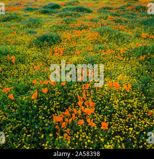 Giallo California goldfields (Lasthenia californica) e California Orange papaveri (Eschscholzia californica) nel prato, Antelope Butte, Antelope Valley California Poppy Reserve, CALIFORNIA, STATI UNITI D'AMERICA Foto Stock