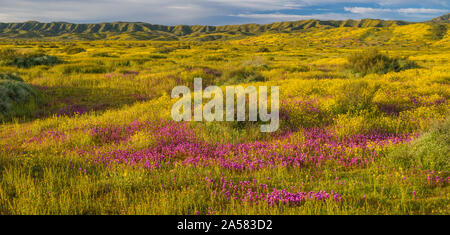 Il paesaggio con le colline di Caliente gamma giallo e fiori selvatici, Carrizo Plain monumento nazionale, CALIFORNIA, STATI UNITI D'AMERICA Foto Stock