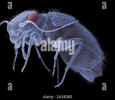 Booklouse, SEM Foto Stock