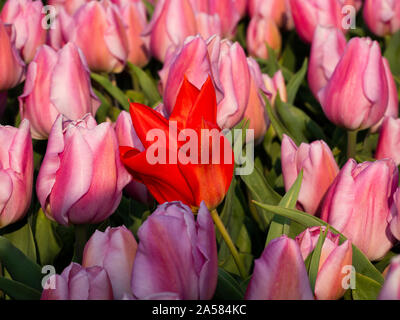 Close-up di red tulip tra tulipani rosa, Sint Maartensvlotbrug, North Holland, Paesi Bassi Foto Stock