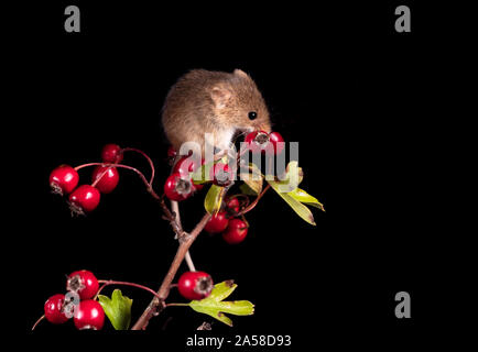 Harvest Mouse cercando fr cibo Foto Stock