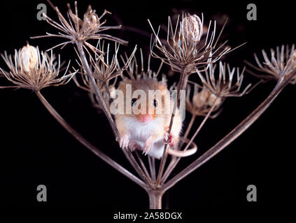 Harvest Mouse cercando fr cibo Foto Stock