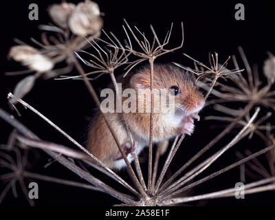 Harvest Mouse cercando fr cibo Foto Stock