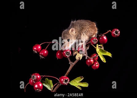 Harvest Mouse cercando fr cibo Foto Stock