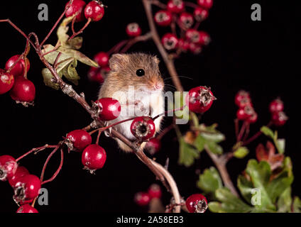 Harvest Mouse cercando fr cibo Foto Stock