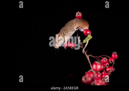Harvest Mouse cercando fr cibo Foto Stock