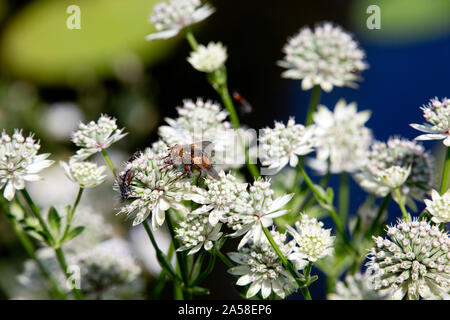 Igelfliege (Tachina fera) auf einer Sterndolde (Astrantia major) Foto Stock