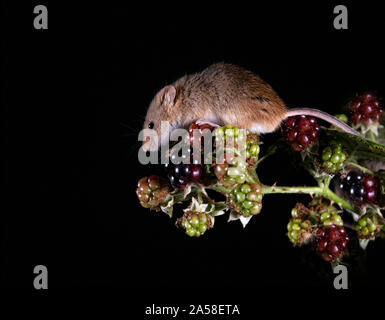 Harvest Mouse cercando fr cibo Foto Stock