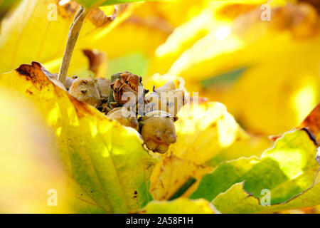 Früchte und der Herbstlaub Zaubernuss (Hamamelis spec.) Foto Stock