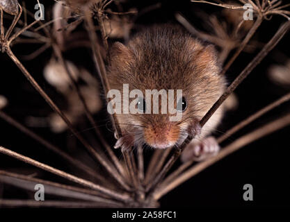 Harvest Mouse cercando fr cibo Foto Stock