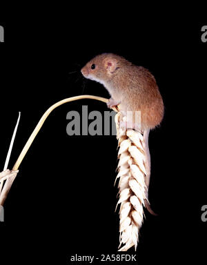 Harvest Mouse cercando fr cibo Foto Stock