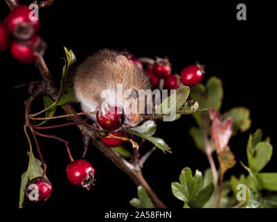 Harvest Mouse cercando fr cibo Foto Stock
