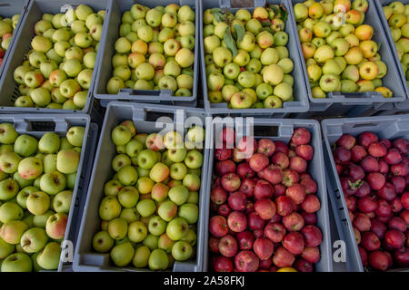 Cesti con appena raccolto mele Foto Stock