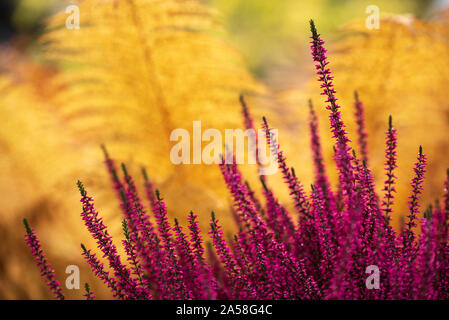 Comune, Heather Calluna vulgaris, in piena fioritura, fiori viola tra di struzzo e foglie di felce in autunno giardino, messa a fuoco selettiva e DOF poco profondo Foto Stock