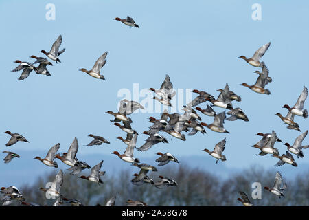 Fischione - Anas penelope gregge in volo Foto Stock