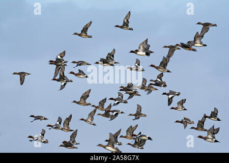 Fischione - Anas penelope gregge in volo Foto Stock