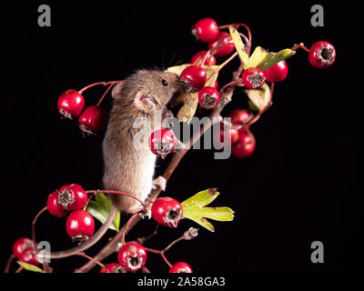 Harvest Mouse cercando fr cibo Foto Stock