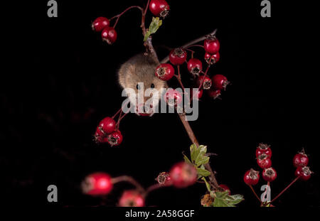 Harvest Mouse cercando fr cibo Foto Stock