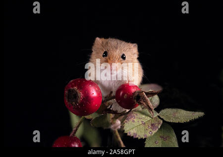 Harvest Mouse cercando fr cibo Foto Stock