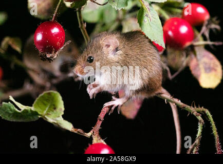 Harvest Mouse cercando fr cibo Foto Stock