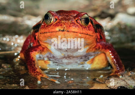 Madagascar rana pomodorro, Dyscophus antongilii, endemica del Madagascar, Sambava, Madagascar Foto Stock