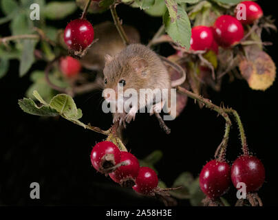 Harvest Mouse cercando fr cibo Foto Stock